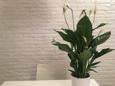 Peace Lily | Plants for Men