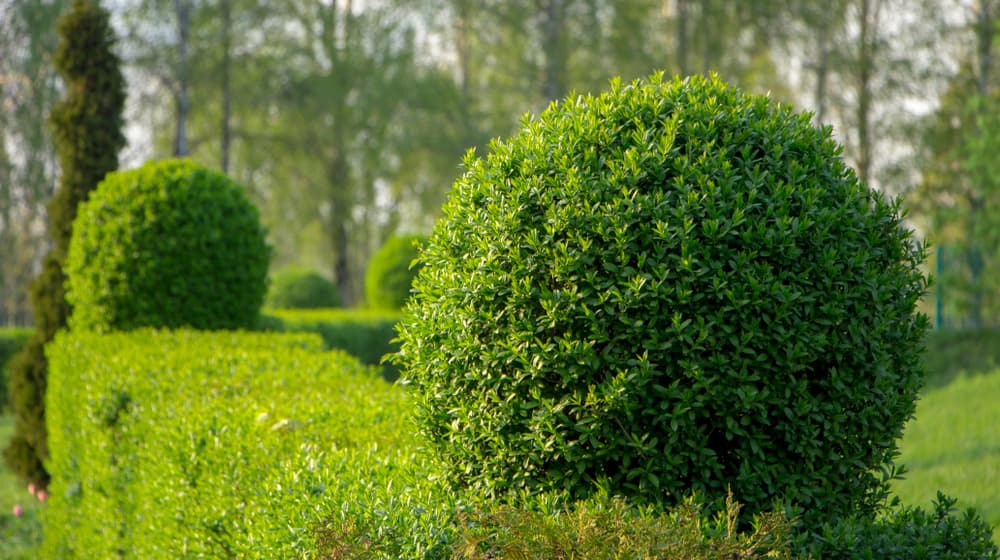 Hedges