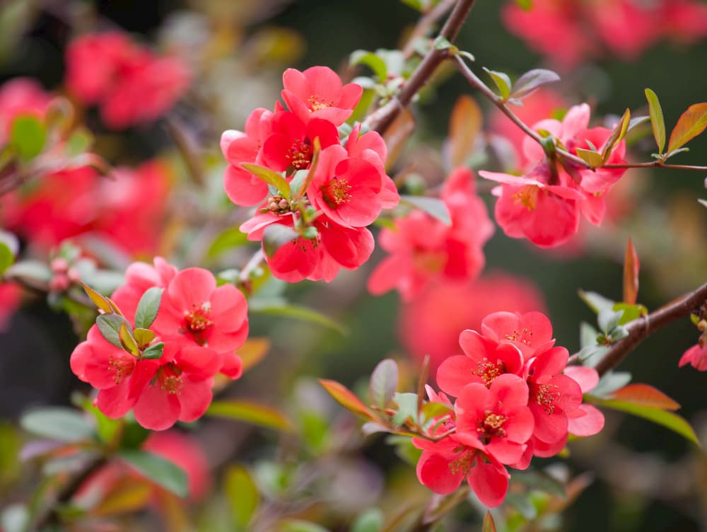 flower quince