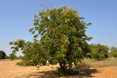 miel de jujubier