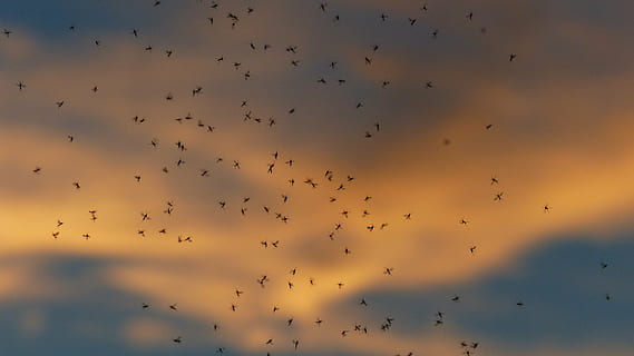 swarm_of_bugs