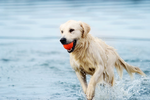 Dog running with a ball on the beach