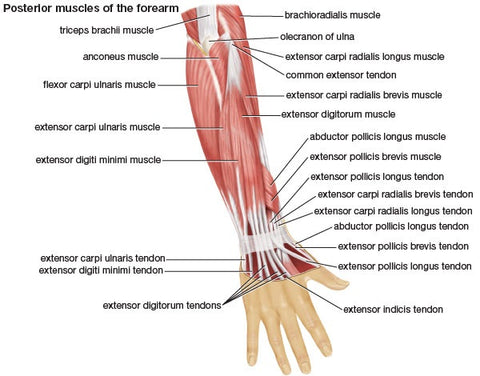 Mountain Method Blog - Flexor & Extensor Muslce Training forearm strength tips