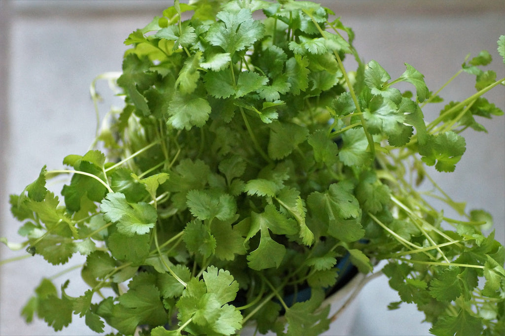 coriander seeds for planting