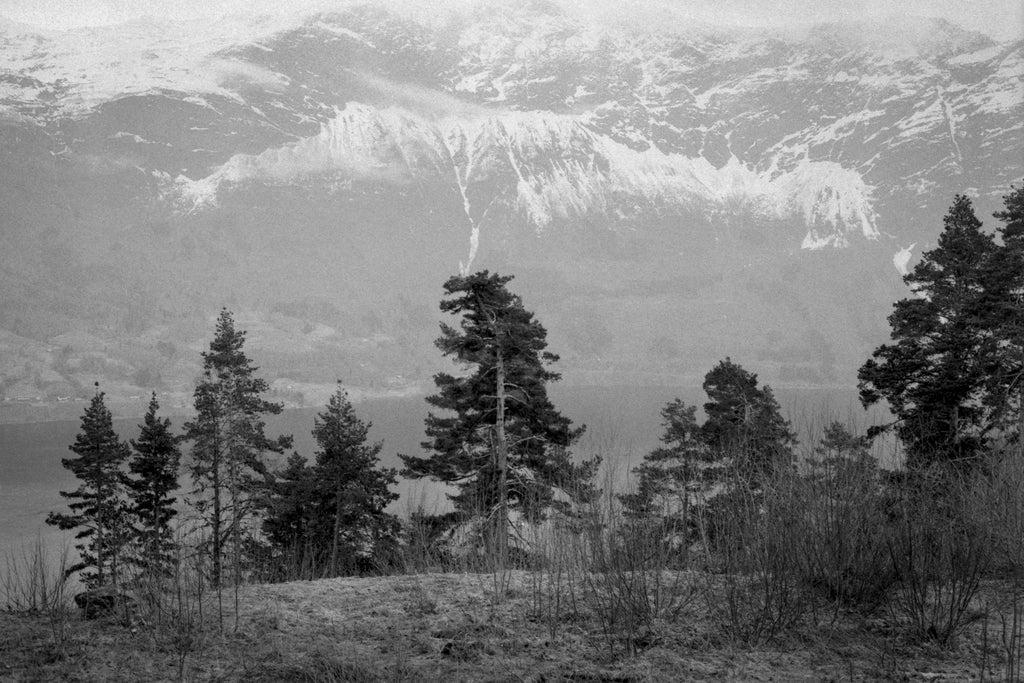 large landscape shot on foma film black and white