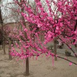 Beautiful pink blossom in the grounds of our Beijing supplier’s factory