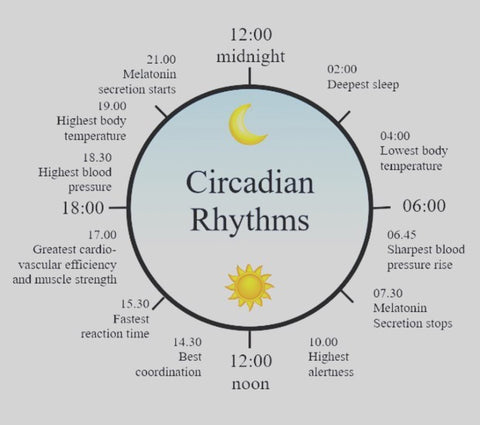 Circadian Rhythm Cycle Chart