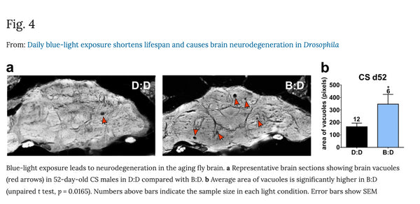 Damage to brain from blue light exposure