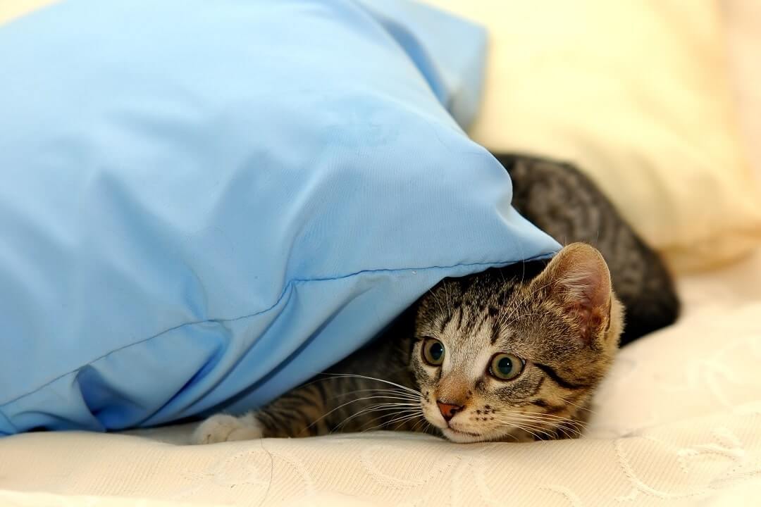 Katze Hat Auf Bettdecke Gepinkelt