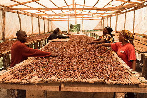 Cacao beans