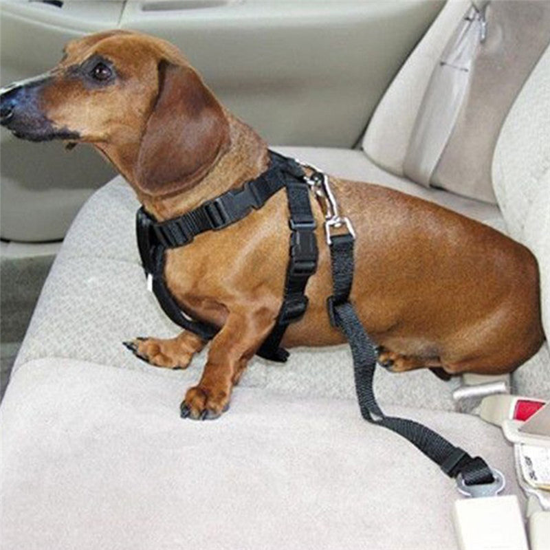 puppy seat belt