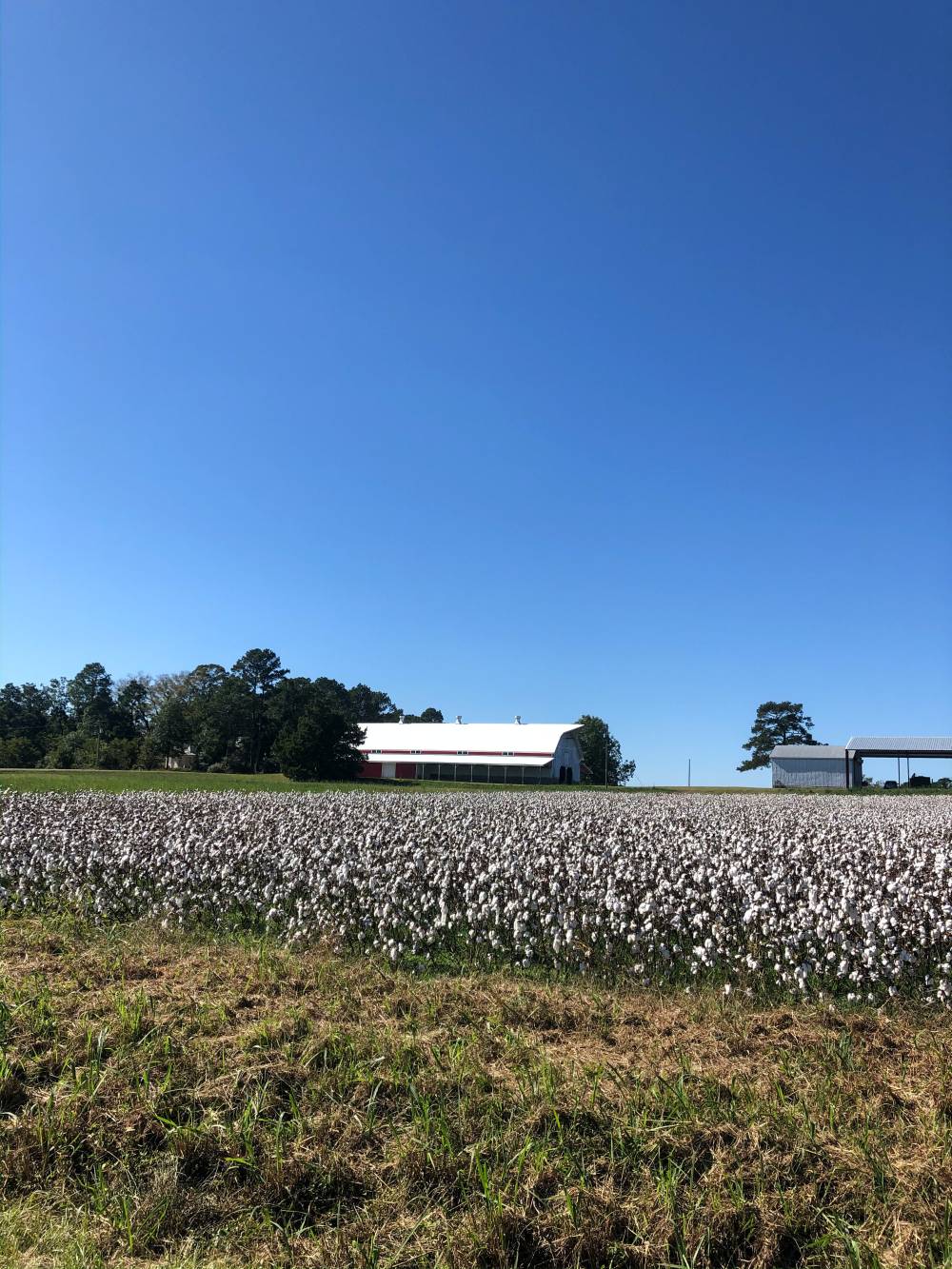 cotton farming