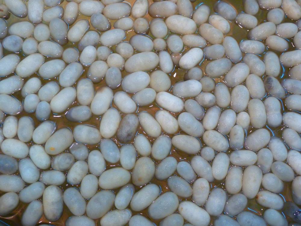 silk cocoons