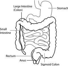 Outline of Gastro-Intestinal Tract