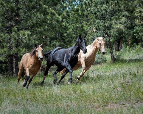 Horses Running in Field