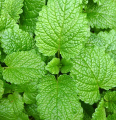 mint plant