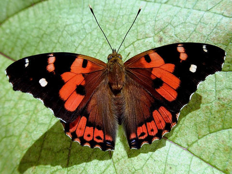 Endangered Hawaiian Kamehameha Butterfly