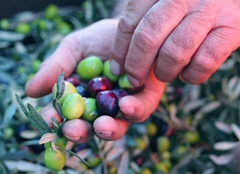 Hand picked olives
