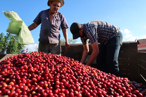 Coffee cherries ready for processing.