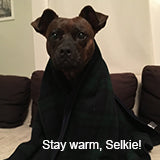 Selkie in a blankie