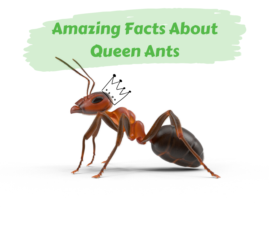 Ant queen How to