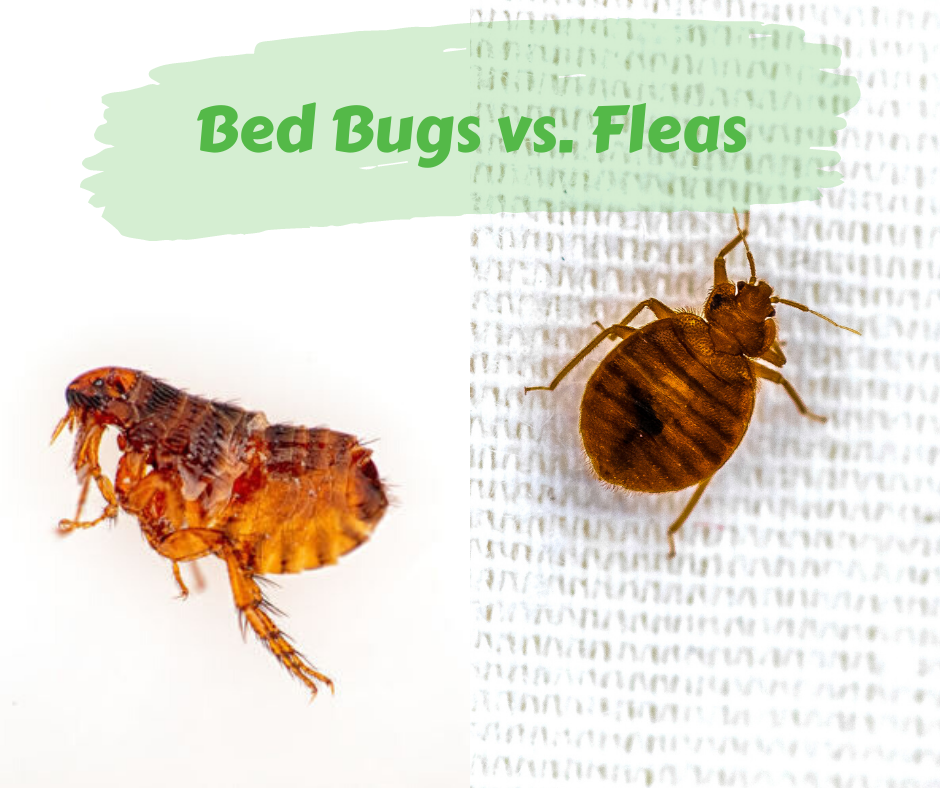 fleas in bed signs