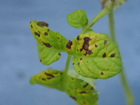 Leaf Spot