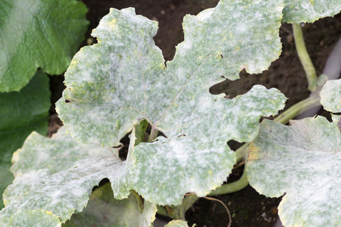 Powdery Mildew