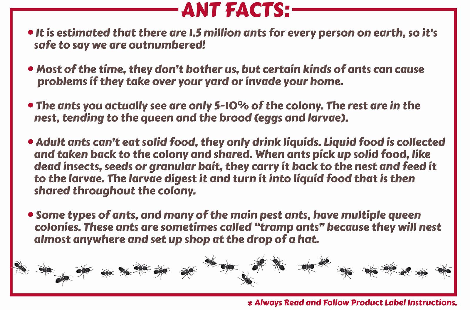 Maggie's Farm Ant Facts