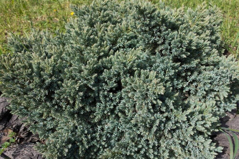 Blue Star Juniper