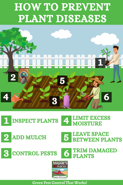 How to Prevent Plant Diseases Infographic