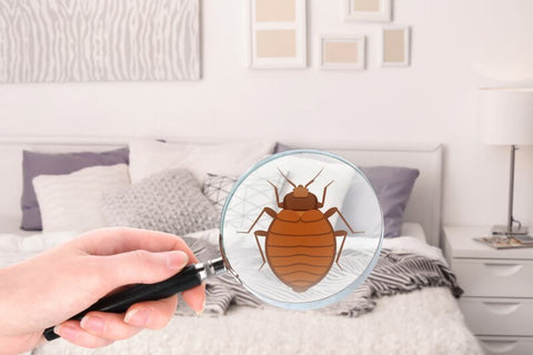 Bed Bug Killer Dust
