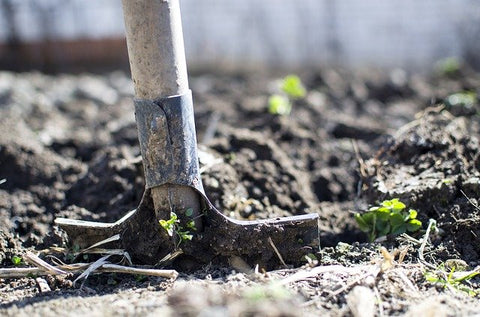 Digging weeds