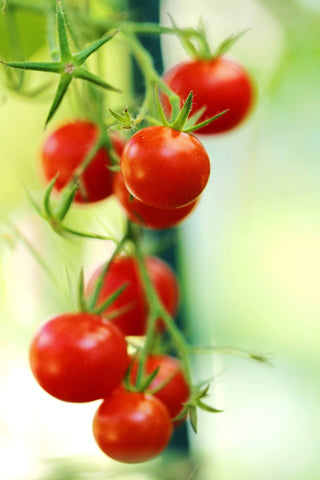 Jasper Cherry Tomatoes