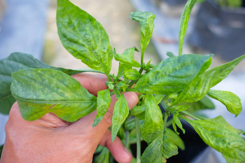 Checking plant for disease