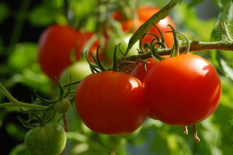 Tomato plant