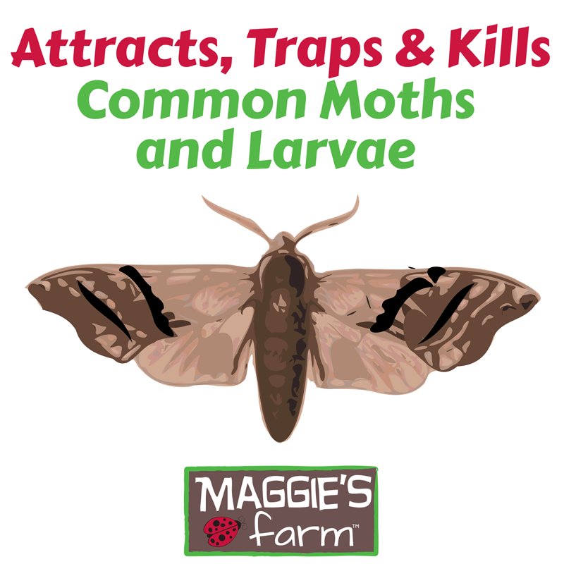 5x/pack Pantry Kitchen Food Moth Pheromone Attractant Moth Killer Moth Trap LLD 