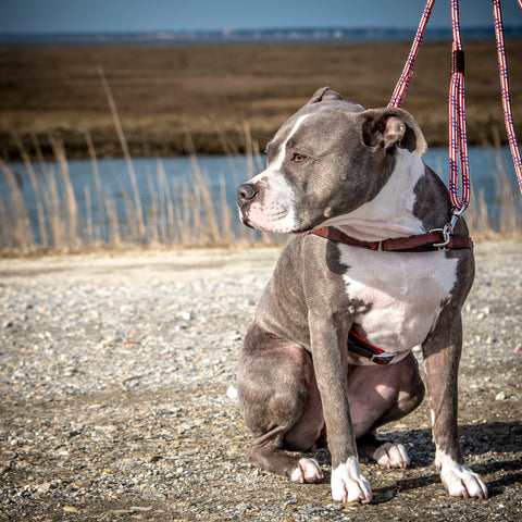 Mia pitbull wearing her Coast leather harness and rope leash