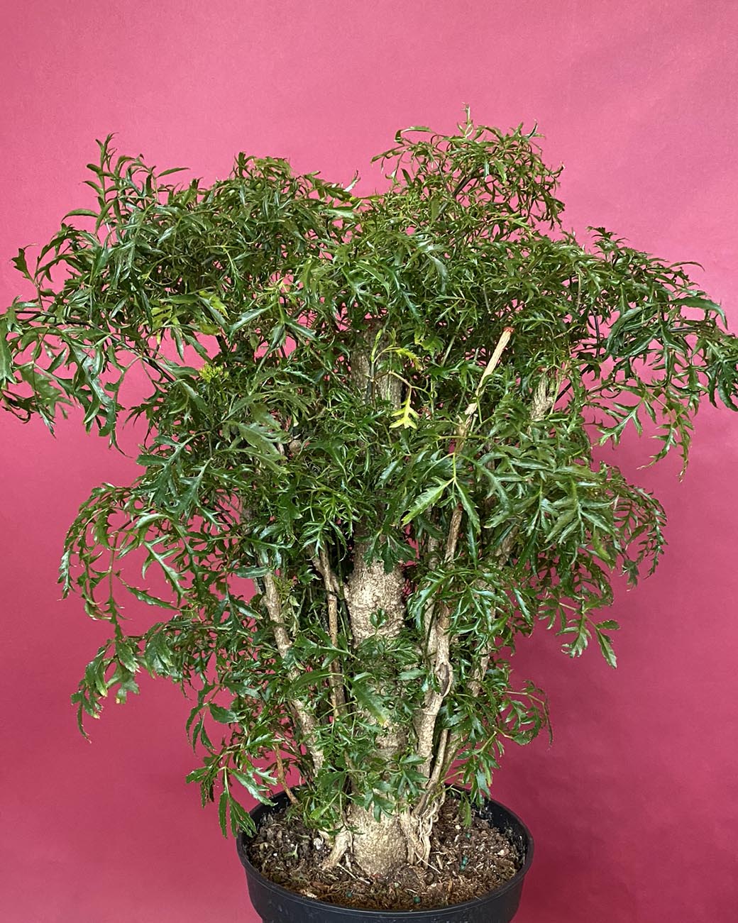 Polyscias fruticosa – Tula Plants & Design