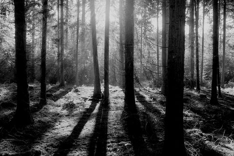 Trees in forest with sun shining black and white sustainability