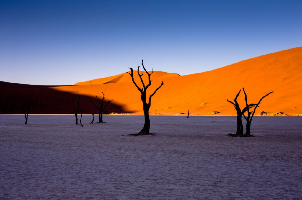 Camel Thorn Trees Deadvlei, Namibia 