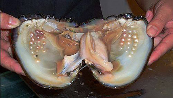 Pearls Still Inside 