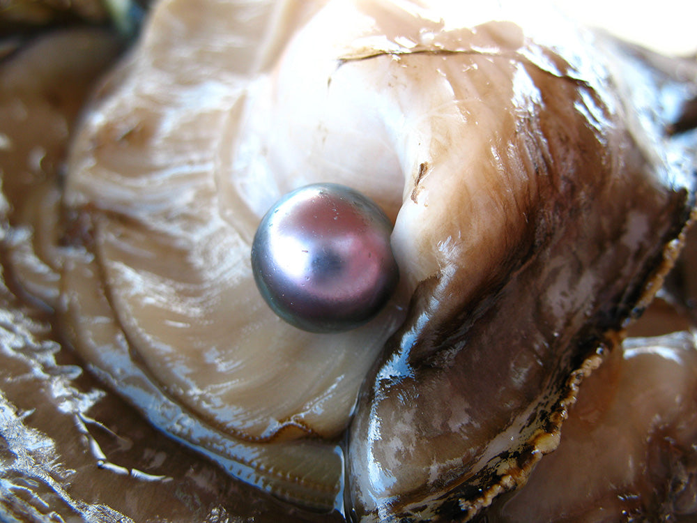 Sea of Cortez Pearl in Shell During Harvest