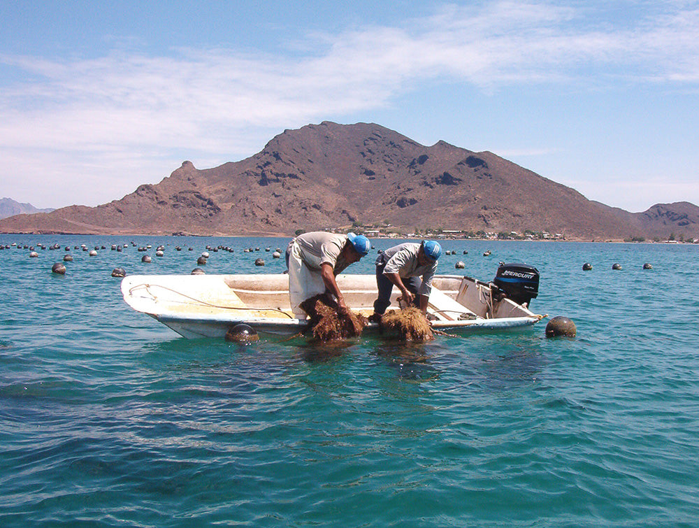 Workers pulling up the oyster lines for cleaning in Bocachibampo Bay, Guyamas, Mexico.