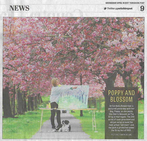 Painting cherry blossom on the Stray in Harrogate, Yorkshire Post article