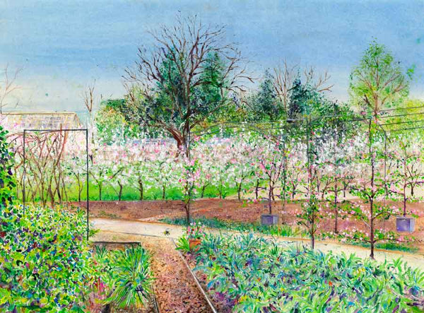 Painting of Apple Blossom Hedge in the Kitchen Garden at RHS Garden Harlow Carr