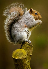 Perched Squirrel