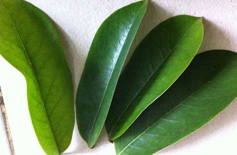 graviola / soursop leaves