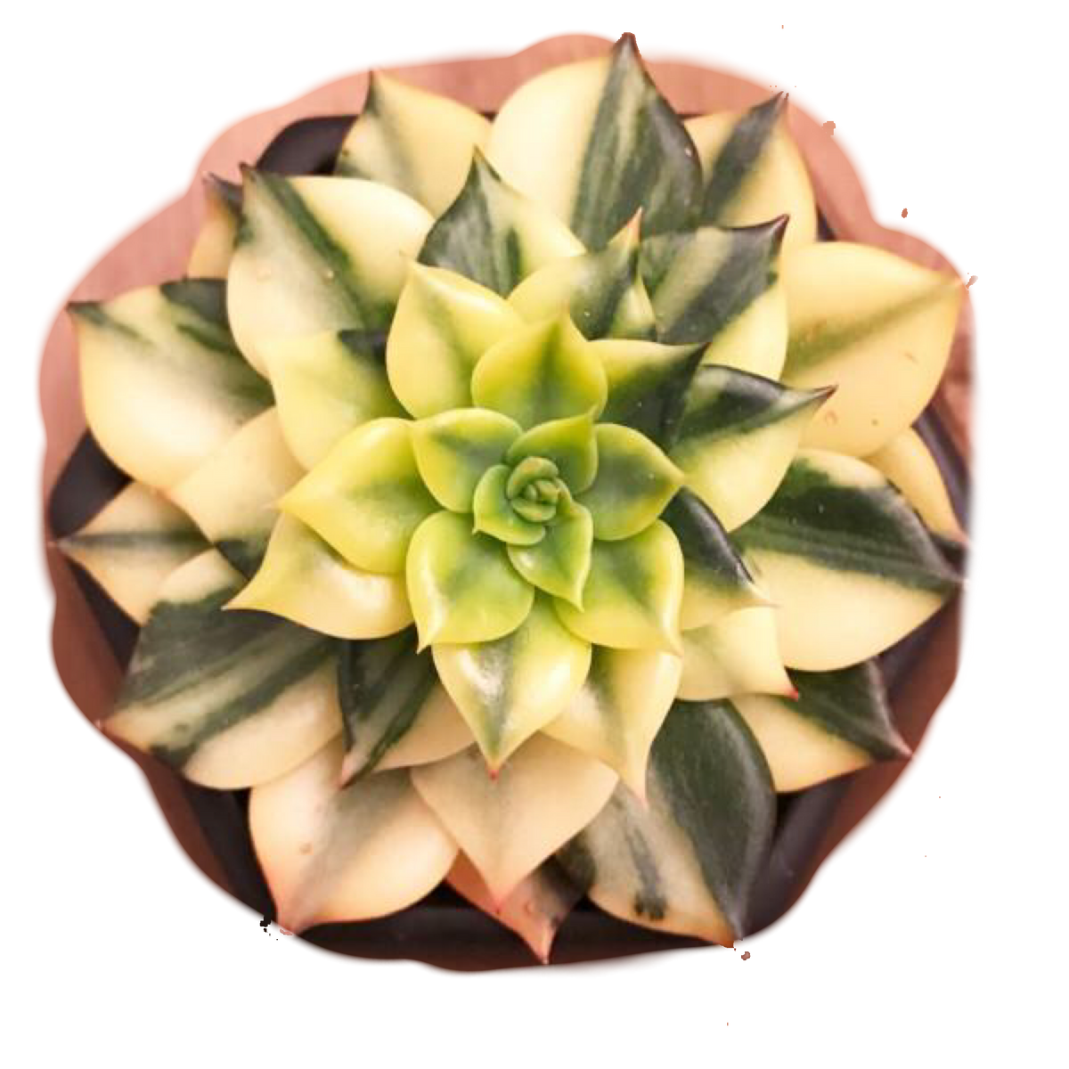 Varigated Black Prince Echeveria Brower Family Succulents
