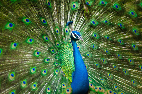 Peacock and Symbolism in Indian Jewellery 